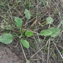 Plantago major  L.Plantago major  L.