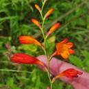 Crocosmia × crocosmiiflora (Lemoine) N.E.Br.Crocosmia × crocosmiiflora (Lemoine) N.E.Br.