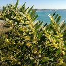Acacia longifolia (Andrews) Willd.Acacia longifolia (Andrews) Willd.