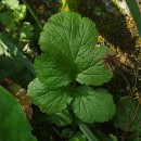 Geum urbanum L.Geum urbanum L.