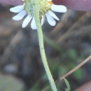 Chamaemelum nobile (L.) All.Chamaemelum nobile (L.) All.