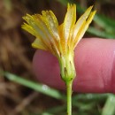 Hypochaeris radicata L.Hypochaeris radicata L.