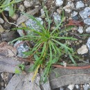 Plantago coronopus L.Plantago coronopus L.
