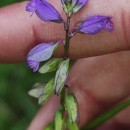 Polygala vulgaris L.Polygala vulgaris L.