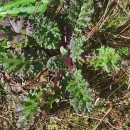 Jacobaea vulgaris Gaertn.Jacobaea vulgaris Gaertn.