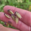 Briza maxima L.Briza maxima L.