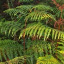 Pteridium aquilinum (L.) KuhnPteridium aquilinum (L.) Kuhn