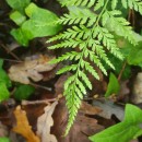 Asplenium onopteris L.Asplenium onopteris L.