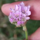 Armeria maritima (Mill.) Willd.Armeria maritima (Mill.) Willd.
