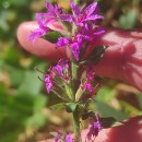 Lythrum salicaria L.Lythrum salicaria L.