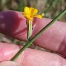 Chondrilla juncea L.Chondrilla juncea L.