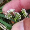 Conopodium majus (Gouan) LoretConopodium majus (Gouan) Loret