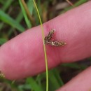 Isolepis setacea (L.) R.Br.Isolepis setacea (L.) R.Br.
