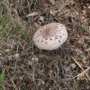 Macrolepiota procera (Scop.) Singer 1948Macrolepiota procera (Scop.) Singer 1948