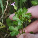 Geranium lucidum L.Geranium lucidum L.