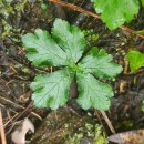 Sanicula europaea L.Sanicula europaea L.