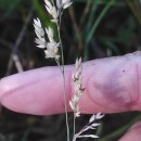 Holcus lanatus L.Holcus lanatus L.