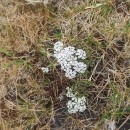 Trocdaris verticillatum (L.) Raf.Trocdaris verticillatum (L.) Raf.