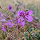 Erodium carvifolium Boiss. & Reut.Erodium carvifolium Boiss. & Reut.
