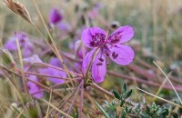 Erodium carvifolium Boiss. & Reut.Erodium carvifolium Boiss. & Reut.