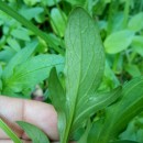 Valeriana dioica L.Valeriana dioica L.