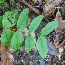 Hypericum androsaemum L.Hypericum androsaemum L.