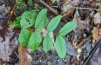 Hypericum androsaemum L.Hypericum androsaemum L.