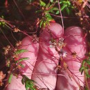 Cuscuta epithymum (L.) L.Cuscuta epithymum (L.) L.