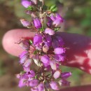 Erica cinerea L.Erica cinerea L.