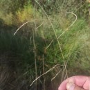 Deschampsia cespitosa (L.) P.Beauv.Deschampsia cespitosa (L.) P.Beauv.