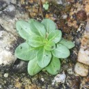 Samolus valerandi L.Samolus valerandi L.