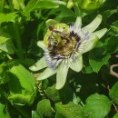 Passiflora caerulea L.Passiflora caerulea L.