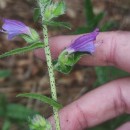 Echium rosulatum LangeEchium rosulatum Lange