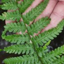 Dryopteris filix-mas (L.) SchottDryopteris filix-mas (L.) Schott