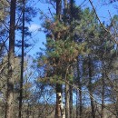 Pinus radiata D. DonPinus radiata D. Don