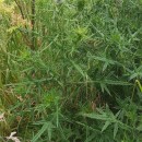 Cirsium vulgare (Savi) Ten.Cirsium vulgare (Savi) Ten.