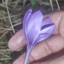 Crocus serotinus  Salisb.Crocus serotinus  Salisb.