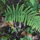 Polystichum setiferum (Forssk.) Woyn.Polystichum setiferum (Forssk.) Woyn.