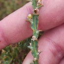 Genista tridentata L. subsp. cantabrica (Spach) NymanGenista tridentata L. subsp. cantabrica (Spach) Nyman