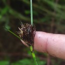 Schoenus nigricans L.Schoenus nigricans L.