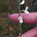 Cytisus multiflorus (L’Hér.) SweetCytisus multiflorus (L’Hér.) Sweet