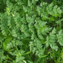 Oenanthe crocata L.Oenanthe crocata L.