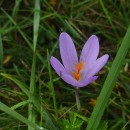 Crocus serotinus  Salisb.Crocus serotinus  Salisb.