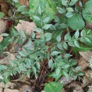 Ruscus aculeatus L.Ruscus aculeatus L.