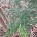 Acacia decurrens (J.C. Wendl.)Acacia decurrens (J.C. Wendl.)