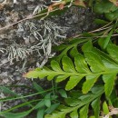 Asplenium marinum L.Asplenium marinum L.