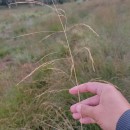 Deschampsia cespitosa (L.) P.Beauv.Deschampsia cespitosa (L.) P.Beauv.