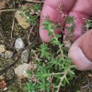 Sedum anglicum Huds.Sedum anglicum Huds.