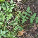 Angelica sylvestris L.Angelica sylvestris L.