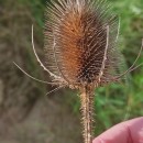 Dipsacus fullonum L.Dipsacus fullonum L.